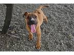 Adopt Tennisee a Brown/Chocolate Boxer dog in Jourdanton, TX (41424950)