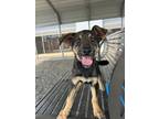 Adopt Ranger a Black Shepherd (Unknown Type) dog in Jourdanton, TX (41424946)