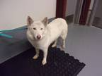 Adopt Aspen a White Husky dog in Jourdanton, TX (41424943)