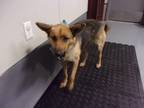 Adopt Luna a Brown/Chocolate German Shepherd Dog dog in Jourdanton