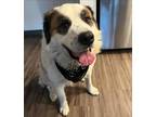 Adopt Wesley a White - with Brown or Chocolate St. Bernard / Mixed dog in San