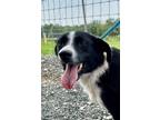 Adopt Betty a Black Border Collie dog in Jourdanton, TX (41424941)