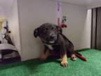 Adopt Bailey a Black Shepherd (Unknown Type) dog in Jourdanton, TX (41424937)