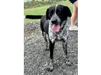 Adopt Smiley a Black Australian Cattle Dog dog in Jourdanton, TX (41424934)