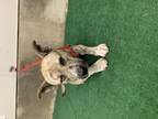 Adopt Taz a Brindle American Pit Bull Terrier dog in Jourdanton, TX (41424933)