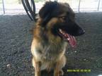 Adopt Casey a Brown/Chocolate Shepherd (Unknown Type) dog in Jourdanton