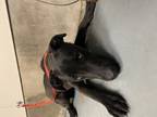 Adopt Brady a Black Labrador Retriever dog in Jourdanton, TX (41424931)