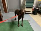 Adopt Chance a Brown/Chocolate Pointer dog in Jourdanton, TX (41424929)