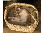 Adopt Naranja Basket Clever, Comedic, and Cute! a Orange or Red Domestic