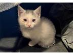 Adopt GRAYSON a White Domestic Mediumhair / Mixed (medium coat) cat in Tustin
