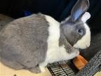 Adopt BEANIE a Dutch / Mixed (medium coat) rabbit in Tustin, CA (41424919)