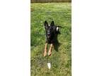 Adopt Micah a Black German Shepherd Dog / Mixed dog in Las Vegas, NV (41424995)