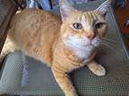 Adopt Mamakitty a Orange or Red Tabby American Shorthair / Mixed (short coat)