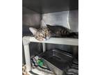 Adopt Trouble a Domestic Shorthair cat in Roanoke, VA (41424909)
