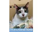 Adopt Toast a White Domestic Shorthair / Domestic Shorthair / Mixed cat in