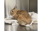 Adopt Archie a Blond/Golden Dwarf / Mixed (short coat) rabbit in Cleveland