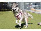Adopt Lily a Black Husky / Mixed Breed (Medium) / Mixed (short coat) dog in