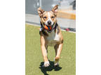 Adopt Coco a Brown/Chocolate Beagle / Mixed dog in Santa Cruz, CA (41338066)