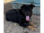 Adopt V.S.P. a Black Shepherd (Unknown Type) / Mixed dog in Madera