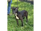 Adopt Diamond a Black Terrier (Unknown Type, Small) / Mixed dog in Knoxville