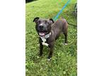 Adopt Gabby a Brown/Chocolate American Pit Bull Terrier / Mixed dog in