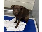 Adopt Padme a Brown/Chocolate American Pit Bull Terrier / Mixed dog in
