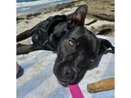 Adopt Lisa a Black - with White Cane Corso / Mixed Breed (Medium) / Mixed dog in