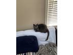 Adopt Blue a Gray or Blue Domestic Shorthair / Mixed (short coat) cat in Camby