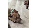 Adopt Tendi a Brindle Mutt / Mixed dog in Round Rock, TX (41424856)
