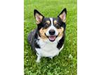 Adopt Nala a Black Corgi / Mixed dog in DeKalb, IL (41423213)