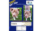 Adopt Coco a Brown/Chocolate American Pit Bull Terrier / Mixed dog in Niagara