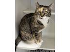 Adopt Pickles a White Domestic Mediumhair / Domestic Shorthair / Mixed cat in