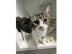 Adopt Beatrice a Brown Tabby Domestic Shorthair / Mixed Breed (Medium) / Mixed