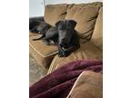 Adopt Gon a Black Shar Pei / Rottweiler / Mixed dog in Lancaster, CA (41424823)