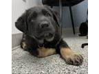 Adopt Tucker - Adoption Pending a Black German Shepherd Dog dog in Kelowna