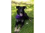 Adopt Stella a Black German Shepherd Dog dog in Kelowna, BC (41267219)