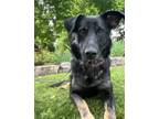 Adopt Stella a Black German Shepherd Dog dog in Kelowna, BC (41267219)