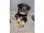 Adopt Melody - Adoption Pending a Black German Shepherd Dog dog in Kelowna