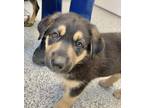 Adopt Maverick - Adoption Pending a Black German Shepherd Dog dog in Kelowna