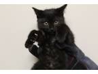 Adopt 5/14 a All Black Domestic Shorthair / Domestic Shorthair / Mixed cat in