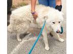Adopt Clydesdale (Klondike) a Great Pyrenees