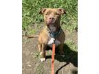 Adopt Quail a Tan/Yellow/Fawn - with White Pit Bull Terrier / Mixed dog in