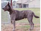Adopt Finn a Brindle - with White American Pit Bull Terrier / Blue Lacy/Texas