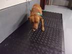Adopt Antonio a Brown/Chocolate American Pit Bull Terrier dog in Jourdanton