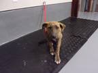 Adopt Ford a Brindle Plott Hound dog in Jourdanton, TX (41424725)
