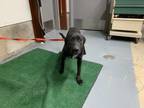 Adopt Lacey a Black Labrador Retriever dog in Jourdanton, TX (41424724)