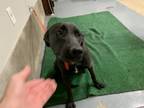 Adopt Lucy a Black Labrador Retriever dog in Jourdanton, TX (41424723)