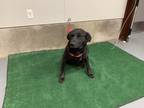 Adopt Kloe a Black Labrador Retriever / Border Collie dog in Jourdanton
