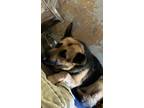 Adopt Jamone a Black German Shepherd Dog / Mixed dog in Madera, CA (41424711)