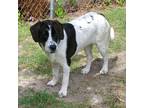 Adopt Darcy a Labrador Retriever / Mixed dog in Darlington, SC (41408317)